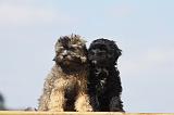 PETIT CHIEN LION 168